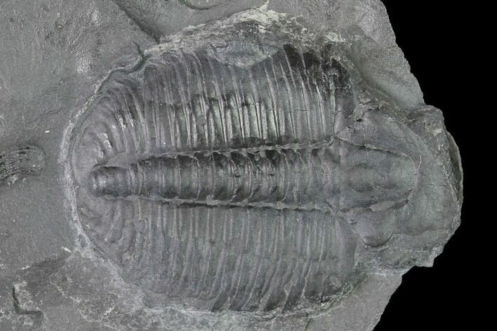 Elrathia Trilobite Molt Fossil - Utah - House Range #139711